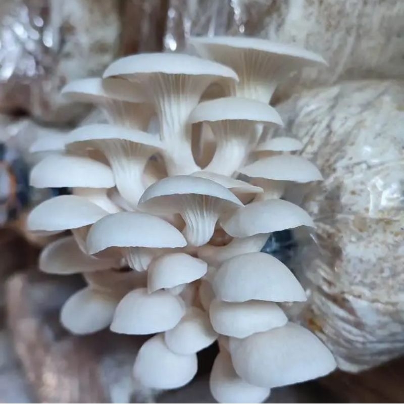 Jual Bibit baglog jamur tiram putih siap panen jaminan 100 tumbuh log