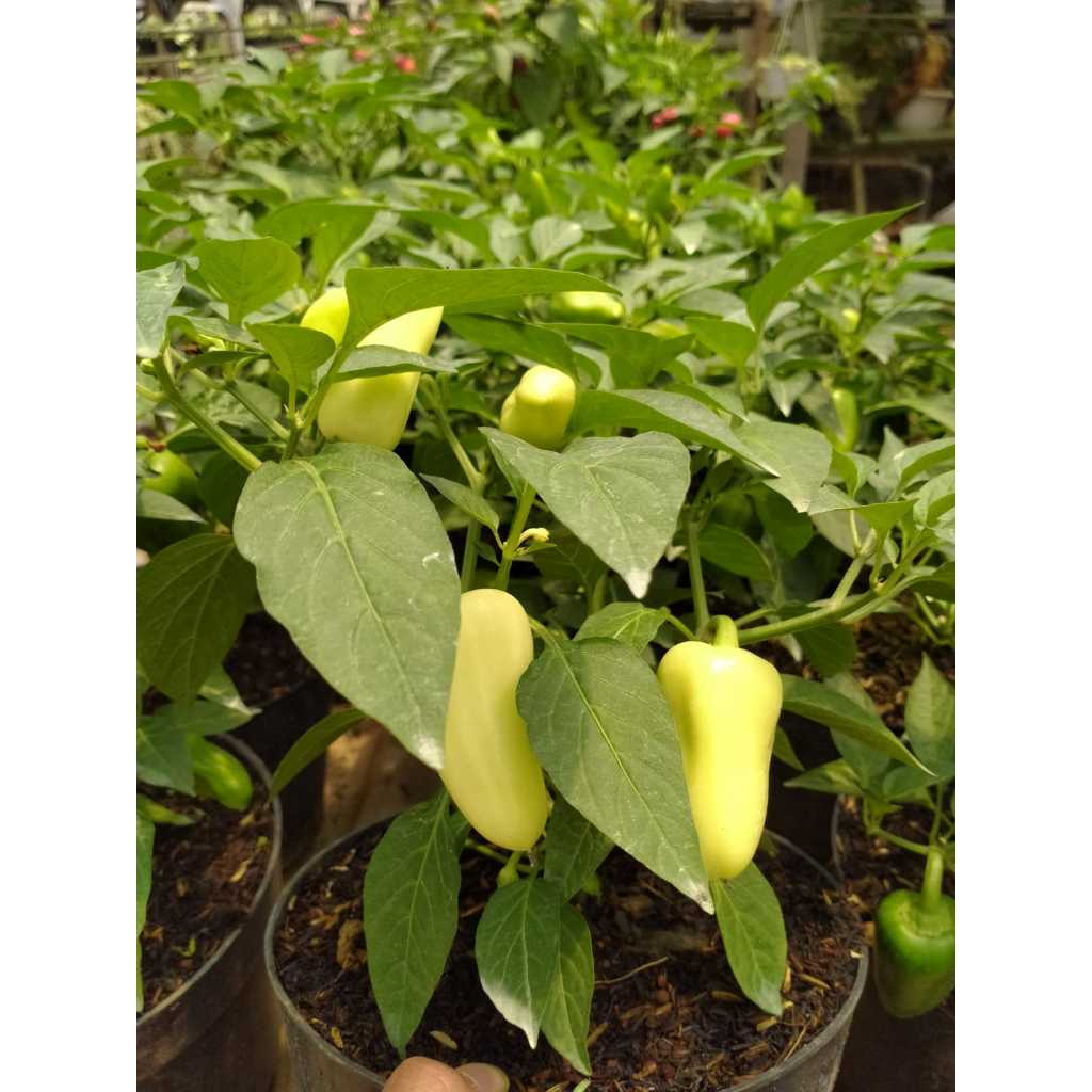 Jual bibit tanaman CABE JALAPHENO-cabe mexico/cabe chipotle paper ...