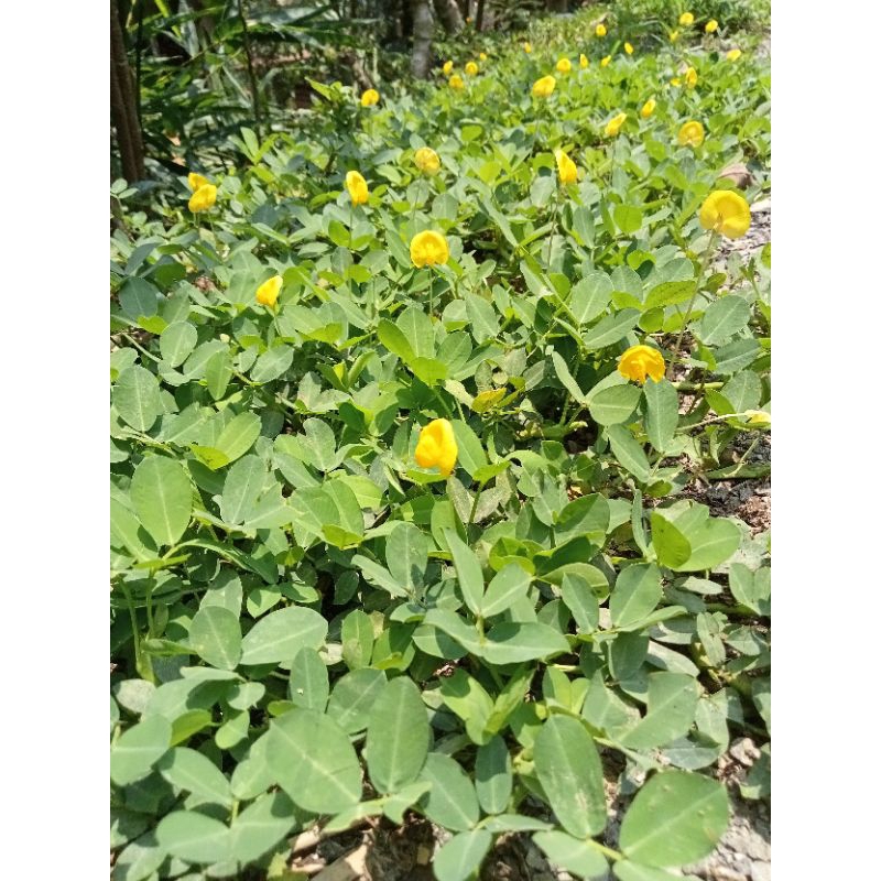 Jual jual daun tanaman Landep/ kacang kacangan 500 gr | Shopee Indonesia