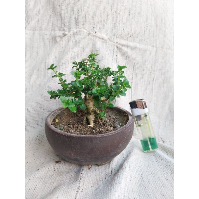 Jual tanaman hias // bonsai mini // bonsai sancang mame // tanaman ...