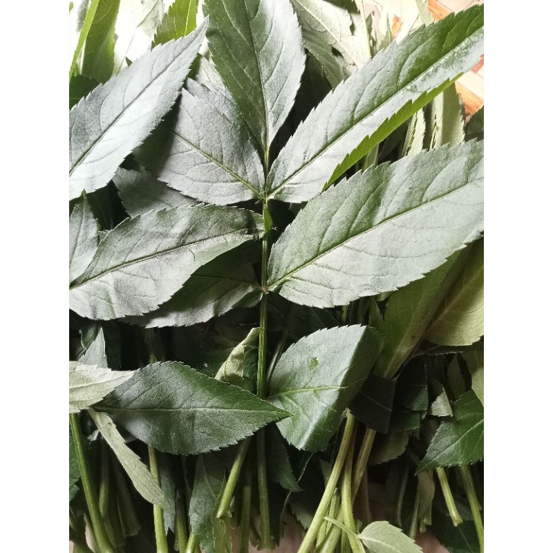 Jual Daun Sangitan segar 250 gr | Shopee Indonesia