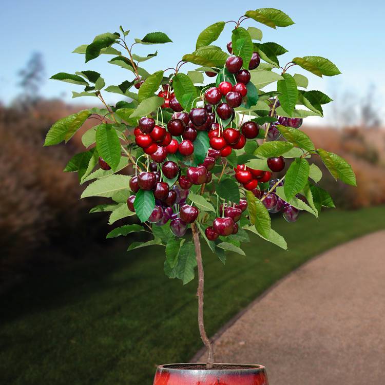 Bibit Benih Buah Cherry Jepang (1 Butir)