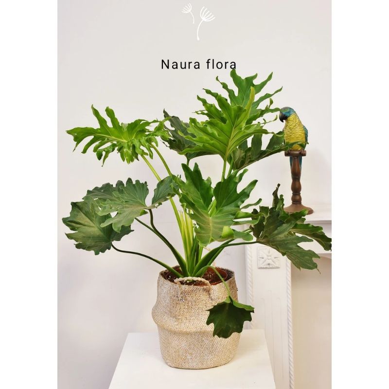 Tanaman hias philodendron selloum (BELI 10 GRATIS 1)