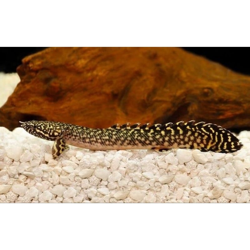 Jual Palmas Orna Size 89 Cm Shopee Indonesia