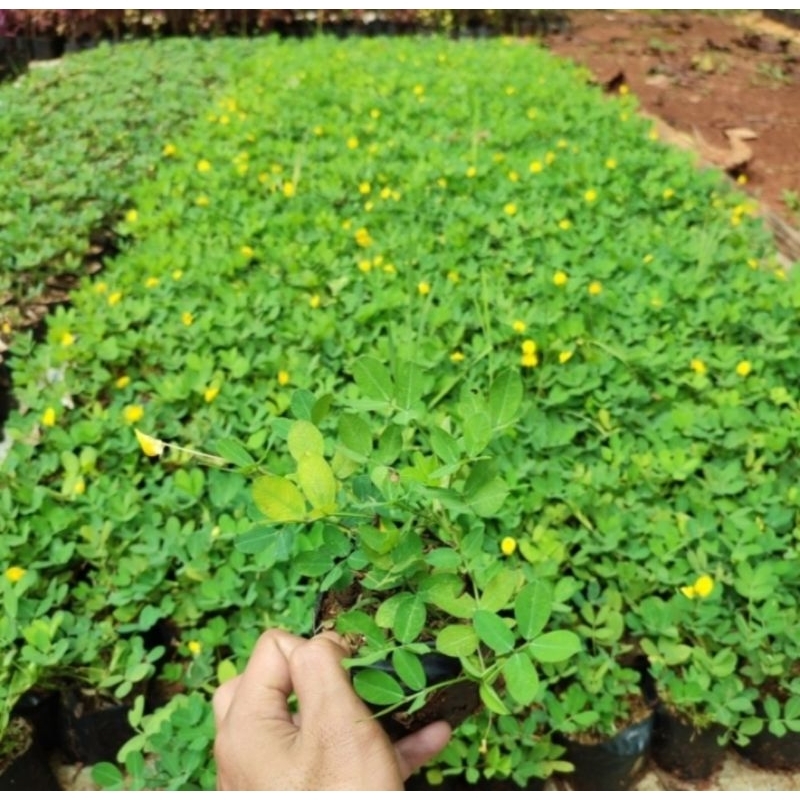 Jual Tanaman Hias Landep Kacang Kacangan Tanaman Arachis Pintoi ...