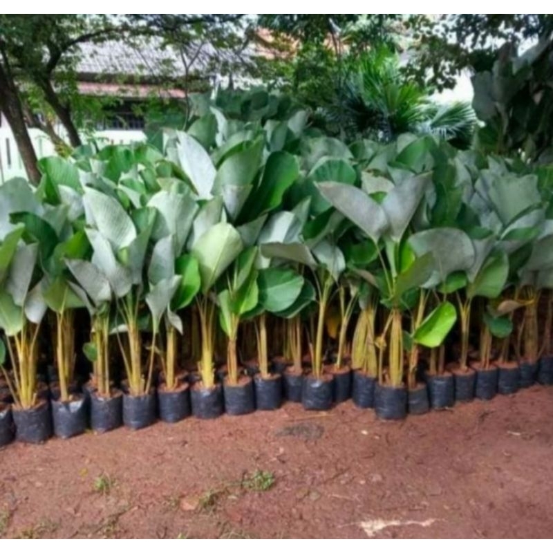 Jual Tanaman Pisang Calathea Tanaman Calathea Luthea Pohon Pisang Kalatea Shopee Indonesia