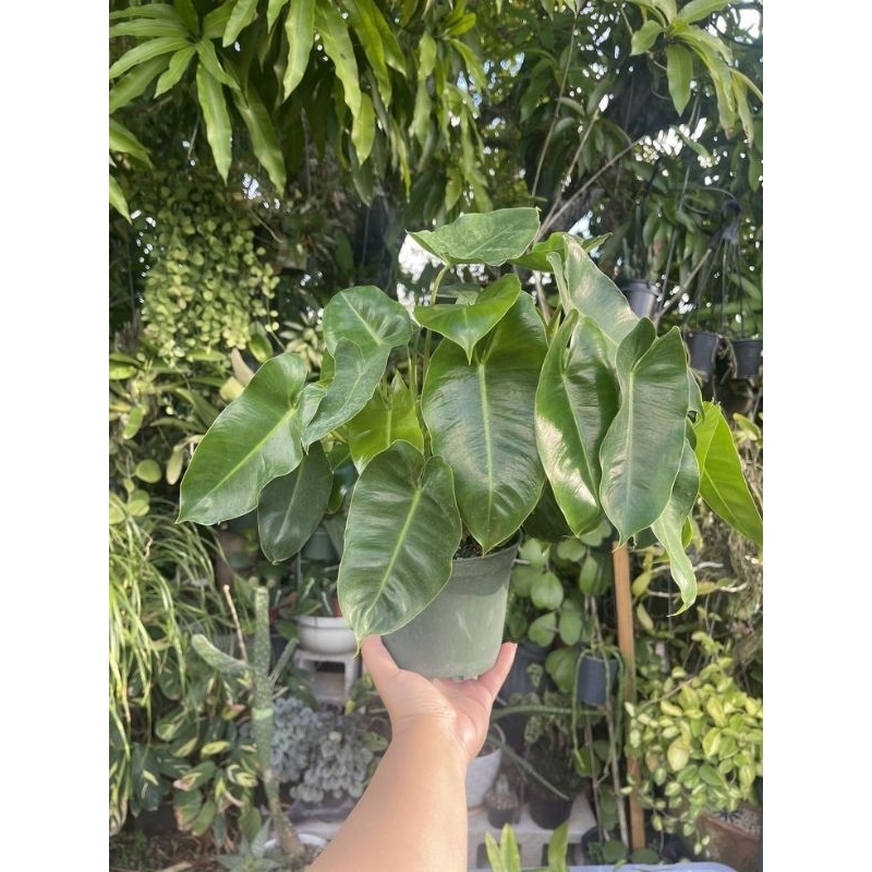 Tanaman hias philodendron burle marx