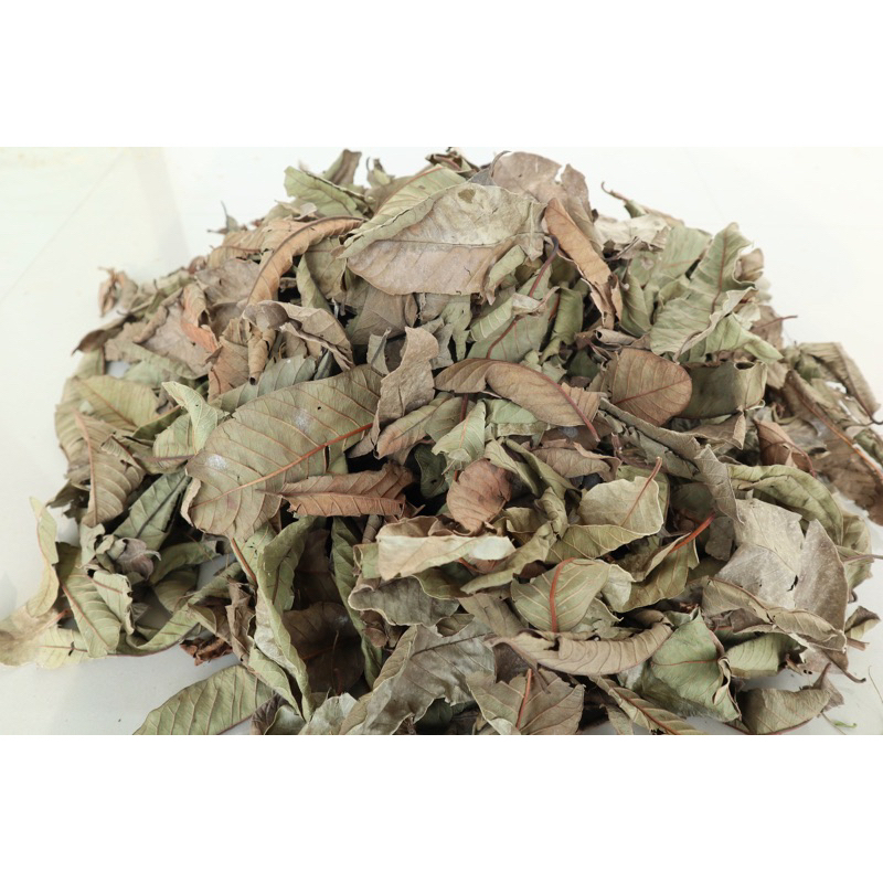 Jual Daun jambu biji kering 1kg | Shopee Indonesia