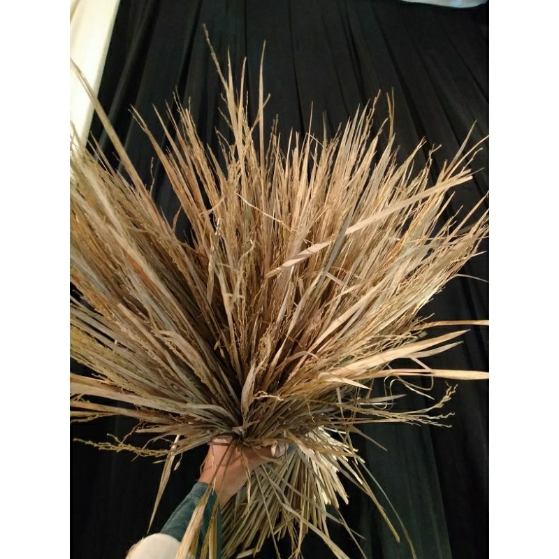 Jual padi kering | bunga padi rustic | rumput kering padi | bahan ...