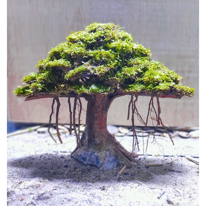 Jual Bonsai beringin aquascape beringin ukuran p23. cm berkualitas free