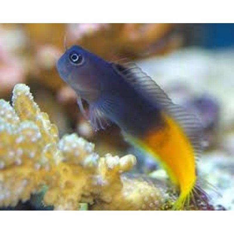 Jual ikan hias laut JABING GOBY EKOR KUNING | Shopee Indonesia
