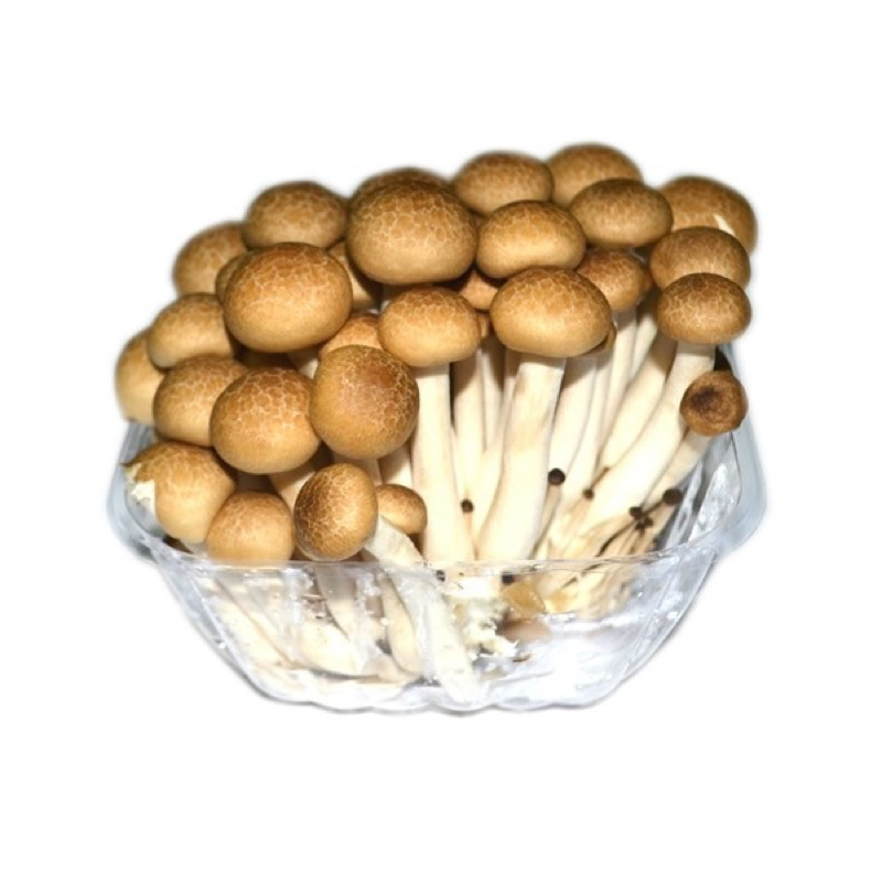 Jual Jamur Shimeji Coklat / Putih 1 Kg Shopee Indonesia