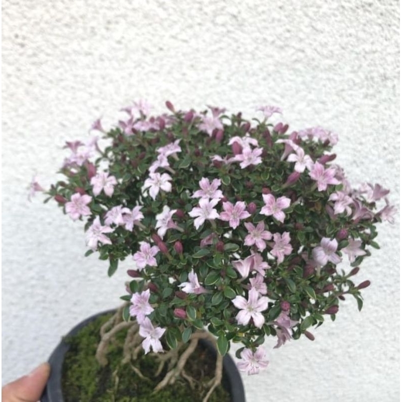 Jual bonsai seribu bintang gratis pot Shopee Indonesia