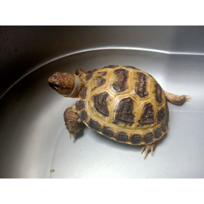 Kura kura best sale russian tortoise