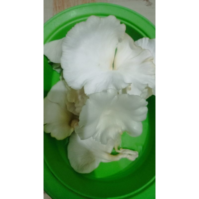 Jual Jamur tiram fresh 250 gr Shopee Indonesia
