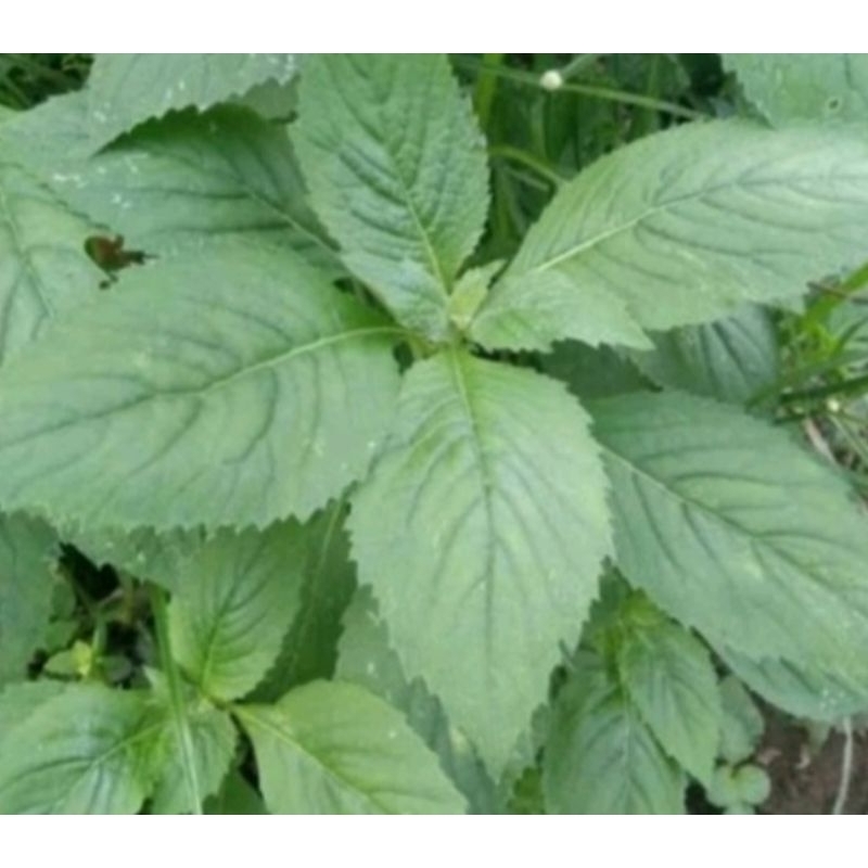 bibit tanaman herbal daun sintrong 5 pohon