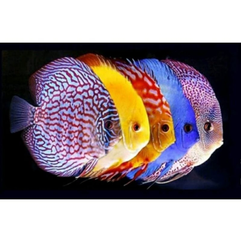 Jual Discus 3cm paket 5 ekor | Shopee Indonesia