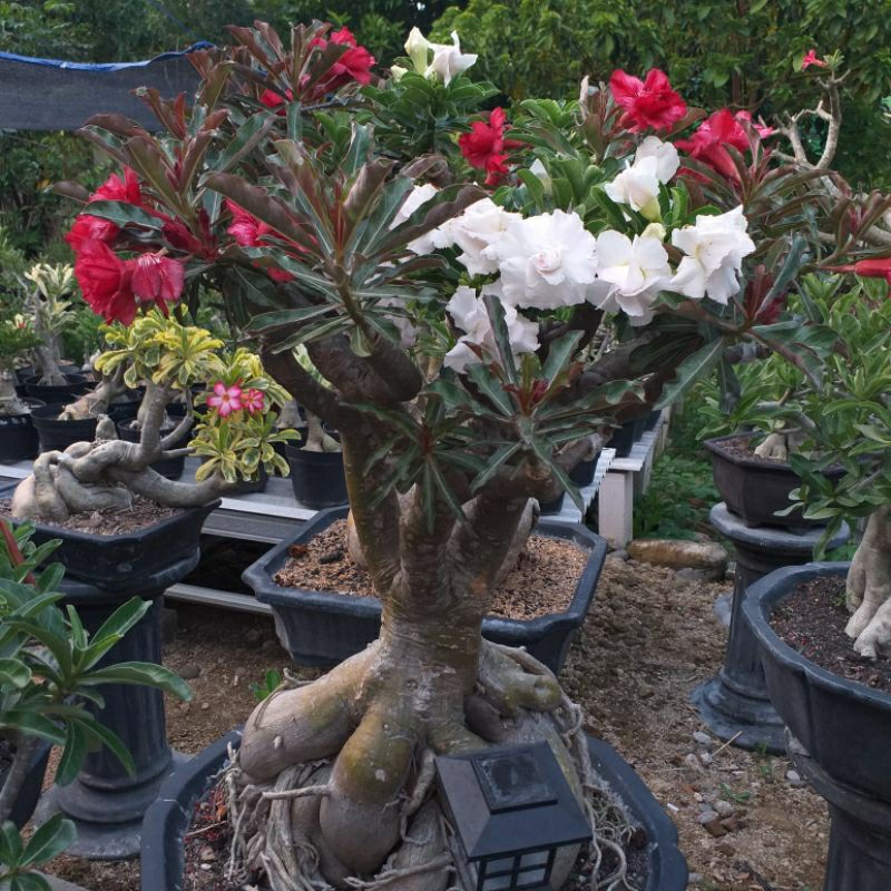 Jual Adenium Jumbo 2 Warna Merah-Putih | Shopee Indonesia