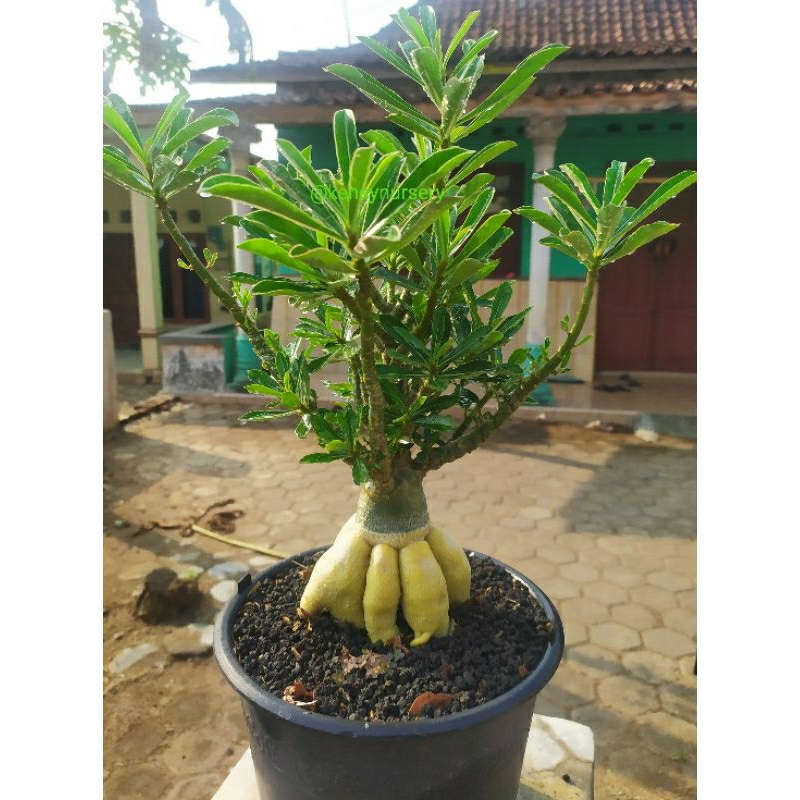 Jual Adenium Akar Emas Adenium Cabang Seribu Cabser Akar Emas