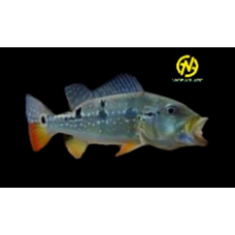 Jual Peacok Bass Pinima | Kelberi | Mono 9-10cm | Shopee Indonesia