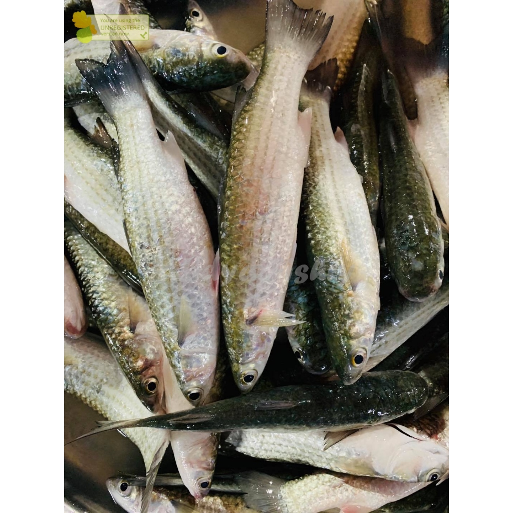 Jual Ikan Belanak 1Kg Ikan Belanak Segar Ikan Blanak Ikan Balanak Segar ...
