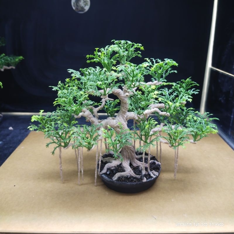 Jual Bonsai Aquascape Beringin Akar Juntai Shopee Indonesia