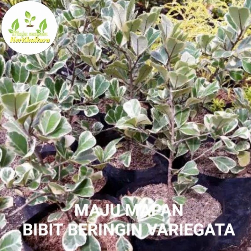 Jual TANAMAN HIAS BERINGIN VARIGATA (BERINGIN PUTIH) | Shopee Indonesia