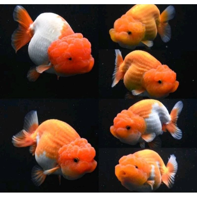 Jual Ikan Hias Mas Koki Rancu Redwhite Buffalo Grade High Quality ...