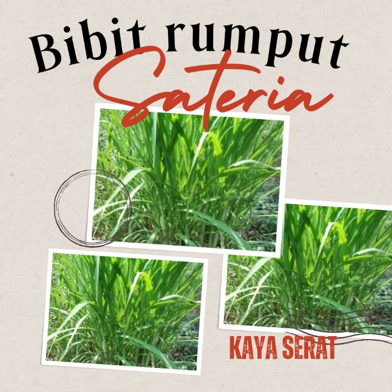Jual BIBIT RUMPUT SATARIA | Shopee Indonesia