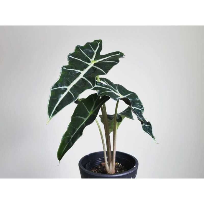 Alocasia Amazonica / keladi Liku / Alovasia Amazon