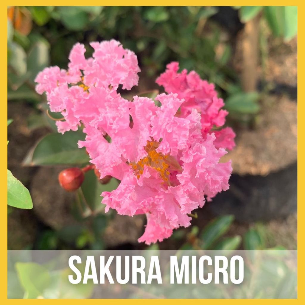 Jual Bibit Bunga Sakura Micro Pohon Hidup/ Malpighia Glabra | Shopee ...
