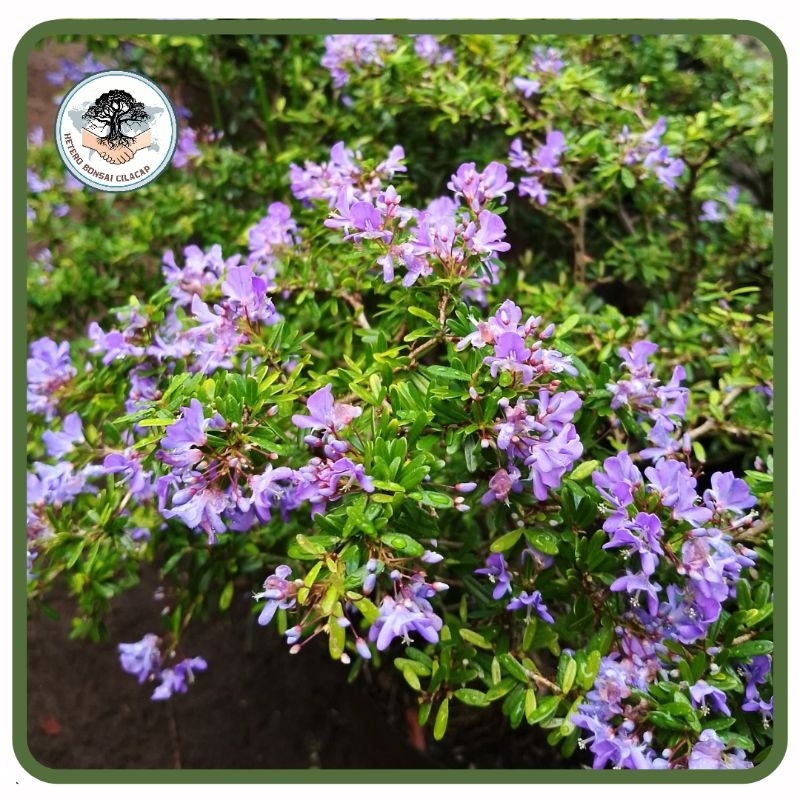 Jual TERMURAH - Bahan Bonsai Saeng Simbur Mikro Vietnam Bunga Ungu ...