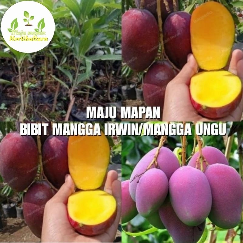 Jual BIBIT MANGGA IRWIN (MANGGA UNGU) Shopee Indonesia