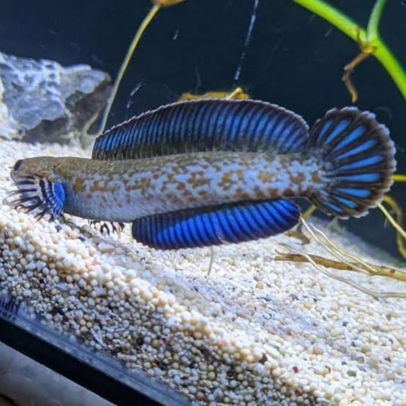 Jual Andrao 5-6 dwarf garansi bisa cod hiasan aquarium | Shopee Indonesia