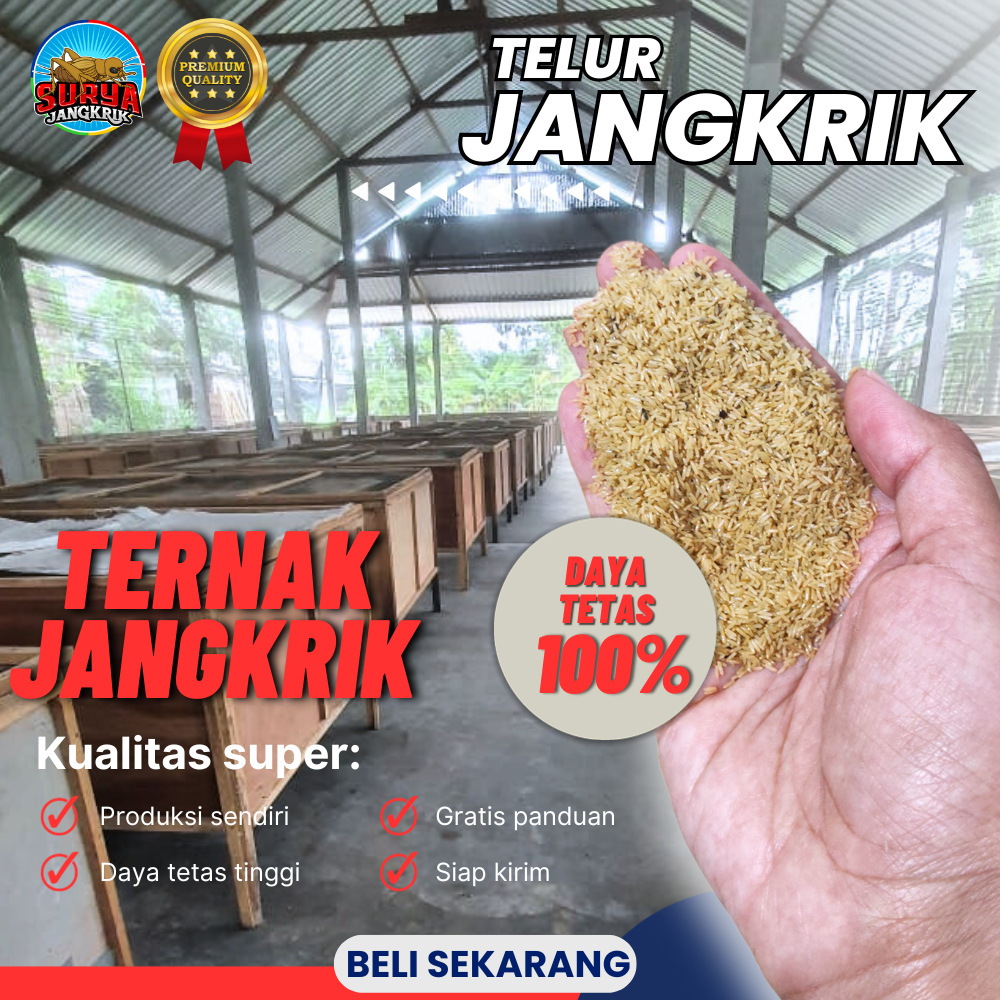 Jual Telur Jangkrik Kualitas Super Telur Jangkrik Alam Murni Siap Kirim