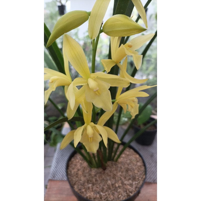 Jual Cymbidium Golden Boy | Shopee Indonesia