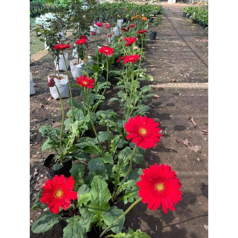 Jual Bunga Bibit Garbera Isi 20 Pohon Warna Campur | Shopee Indonesia