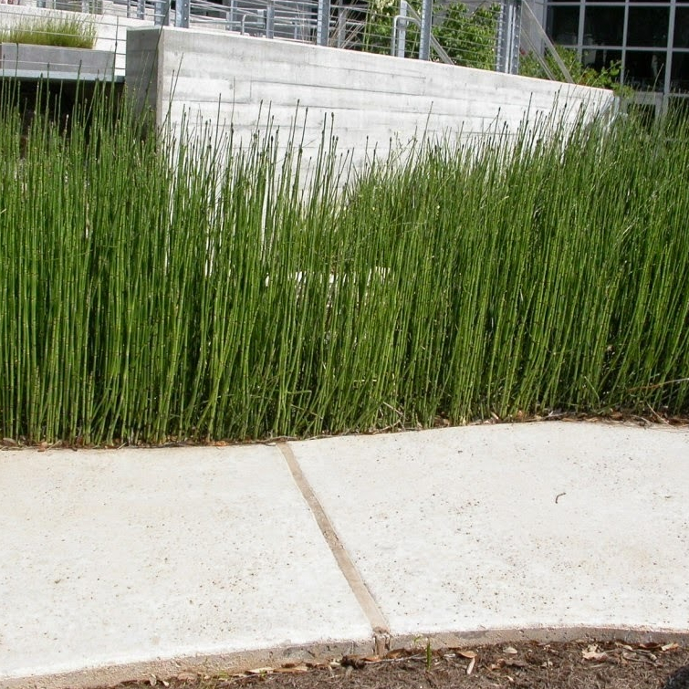 Jual Bambu Air Equisetum: Sentuhan Hijau yang Stylish untuk Tamanmu ...
