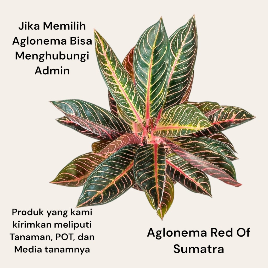 Jual Tanaman Hias Aglonema Red Pride Of Sumatra, RedSum, POS Shopee
