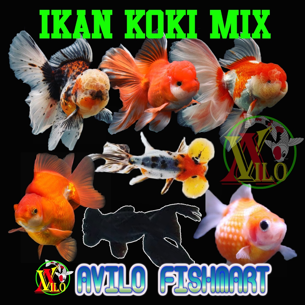 Jual paket 10 ekor ikan koki segala jenis warna rendom mix sesuai stok ...