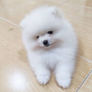 Harga best sale teacup pomeranian