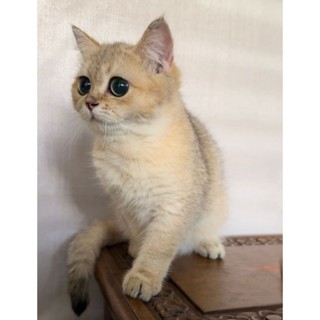 British shorthair 2024 kitten harga