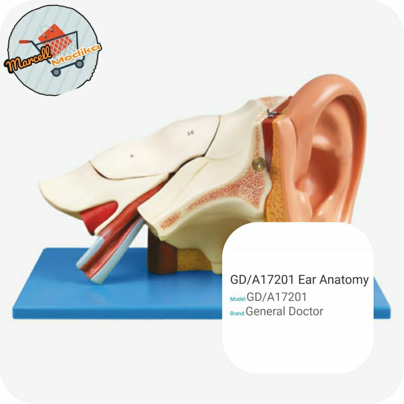 Jual PHANTOM MANIKIN EAR ANATOMY GD-A17201 / MANEKIN TELINGA GENERAL ...