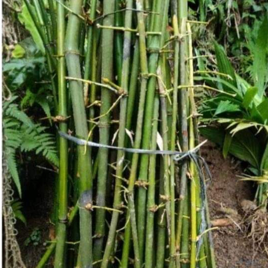 Jual dahan bambu ajir tanaman rambat 50 cm bambu bulat kecil | Shopee ...