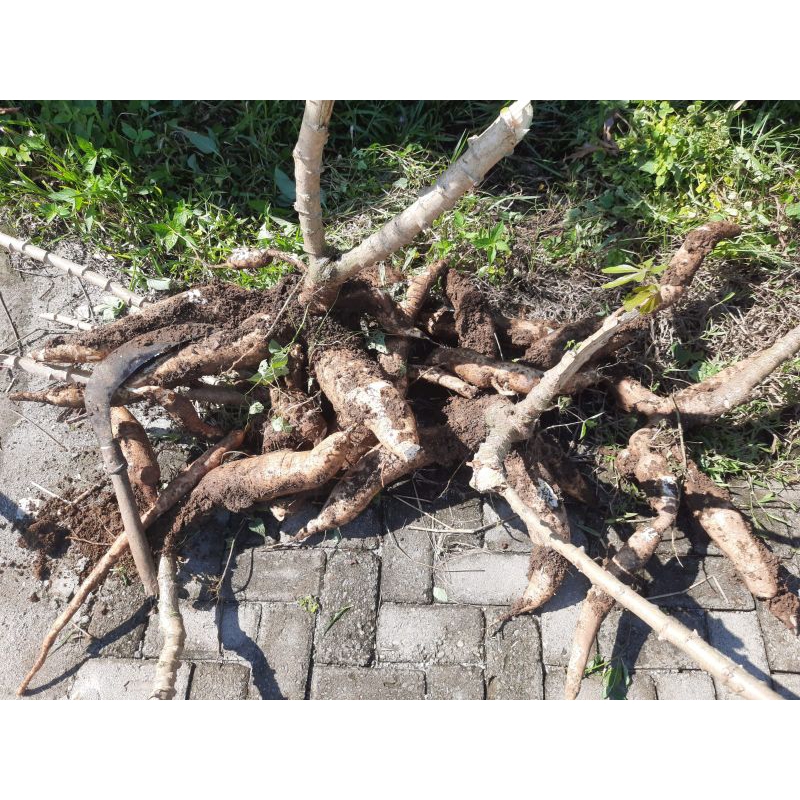 Jual Ubi kayu Roti 1kilo | Shopee Indonesia