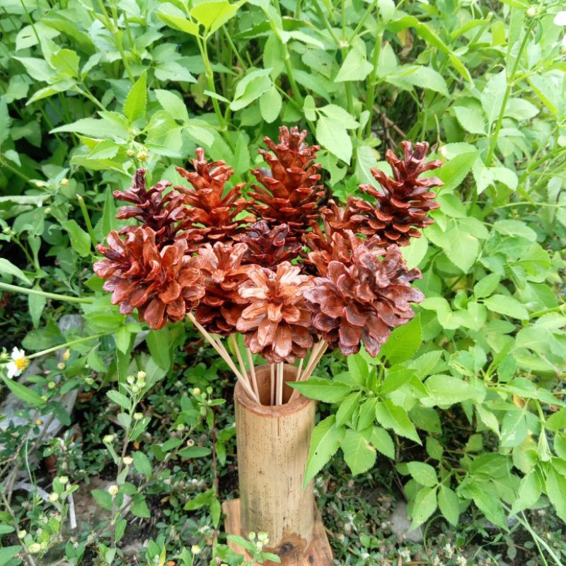 Jual Bunga Pinus Kering Warna Natural, Sudah diberi Tangkai | Shopee ...