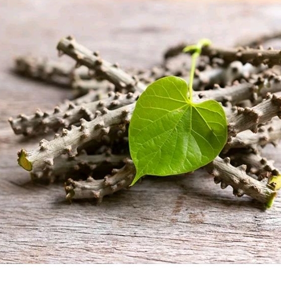 Jual Batrawali / Brotowali / Sapih Asi ( Segar Bebas Pestisida ...