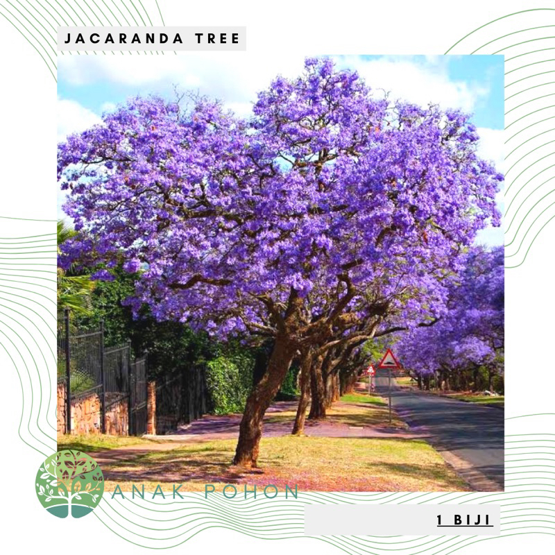 Jual Benih Bibit Biji - Pohon Blue Jacaranda Tree Seeds - IMPORT ...