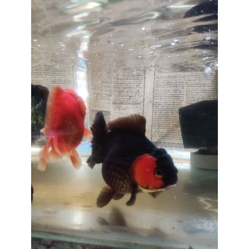 Jual ikan hias maskoki jumbo / goldfish / mas koki induk | Shopee Indonesia