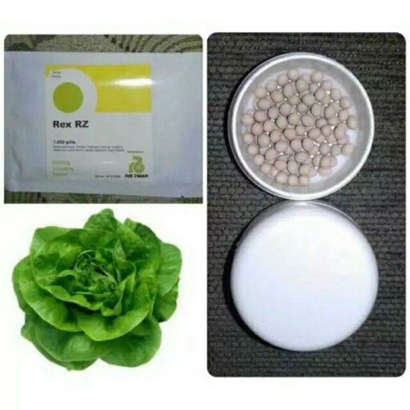 Jual Benih Selada REX RZ Repack 50 dan 100 Pills Butterhead Lettuce ...